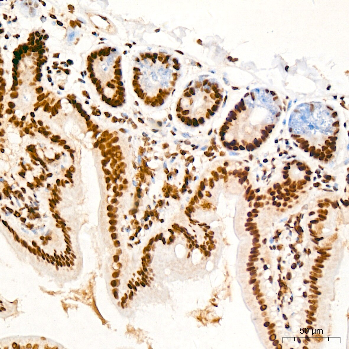 PDCD7 Antibody (8A1Q3)