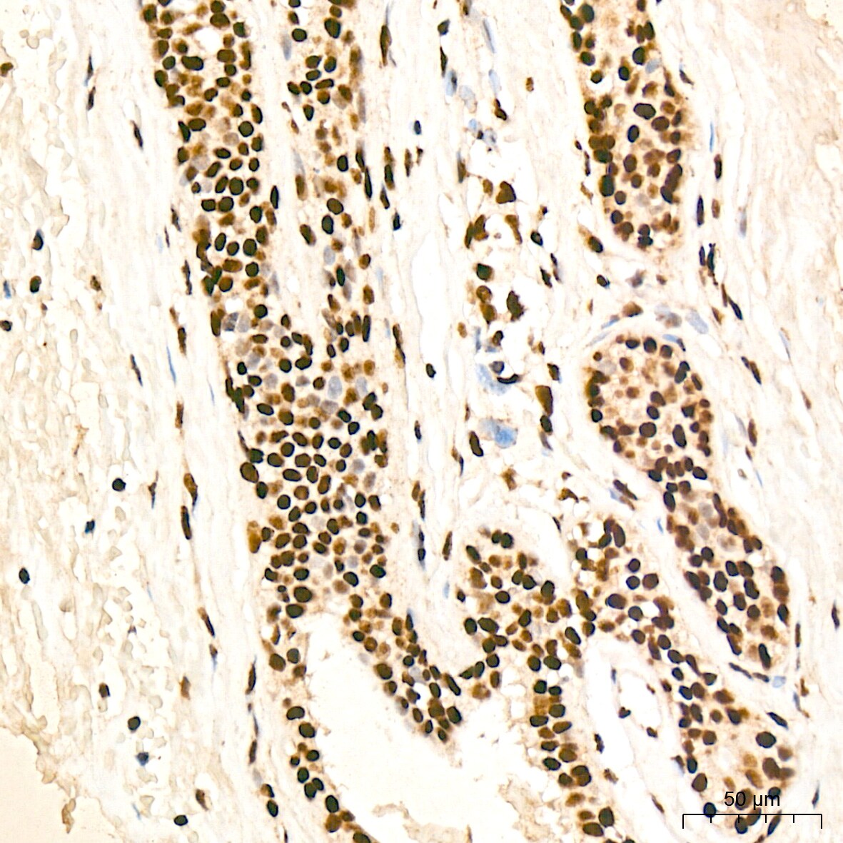 PDCD7 Antibody (8A1Q3)
