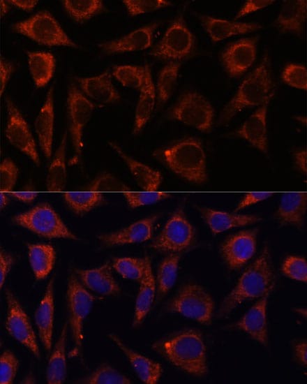 MRPS7 Antibody - Azide and BSA Free