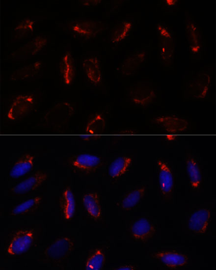 MRPS7 Antibody - Azide and BSA Free