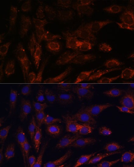 MRPS7 Antibody - Azide and BSA Free