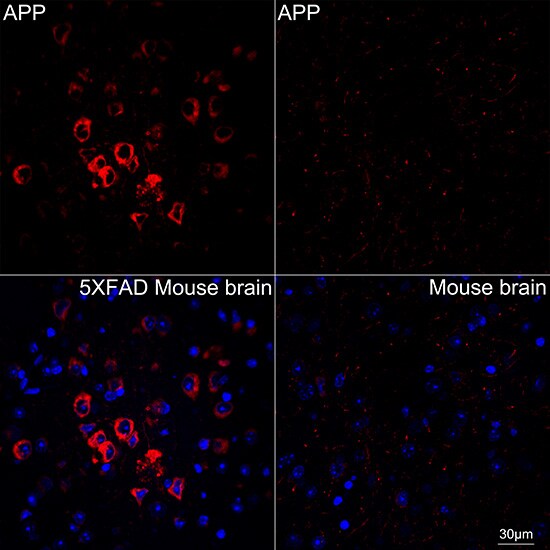 APP Antibody (3A8S2)