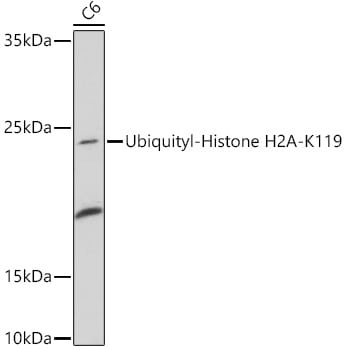 HIST1H2AB [ubiquitylated Lys119] Antibody - Azide and BSA Free