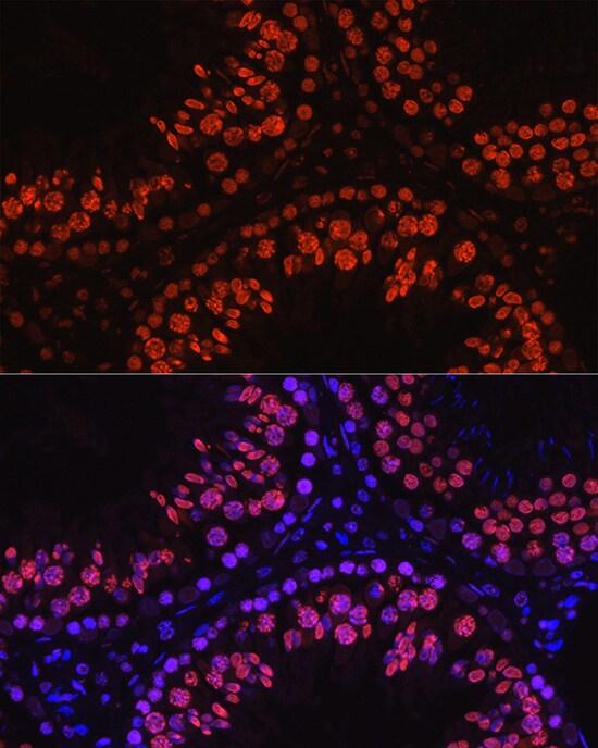 Histone H1T Antibody - Azide and BSA Free