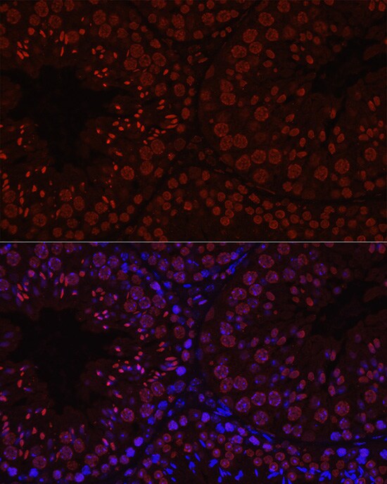 Histone H1T Antibody - Azide and BSA Free