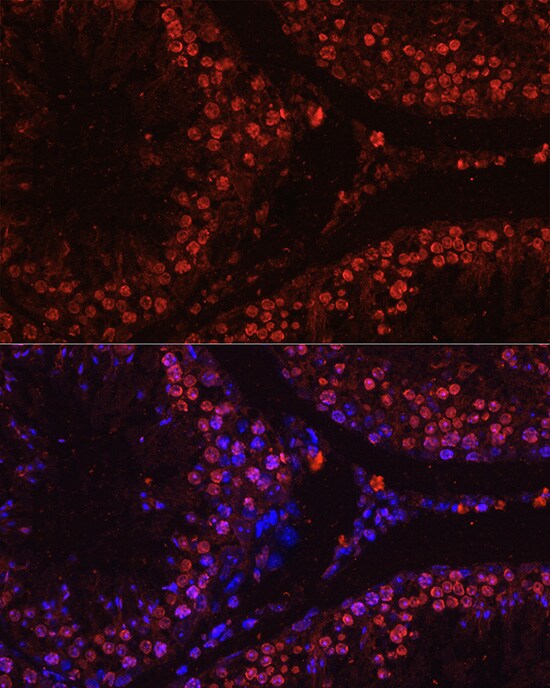 Histone H1T Antibody - Azide and BSA Free