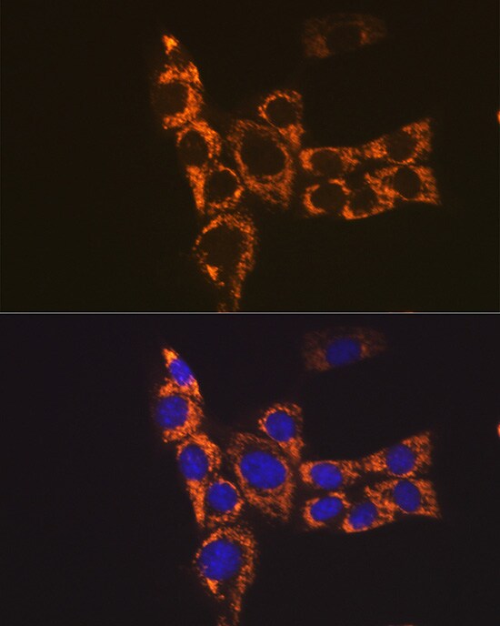I-Ab Antibody - Azide and BSA Free