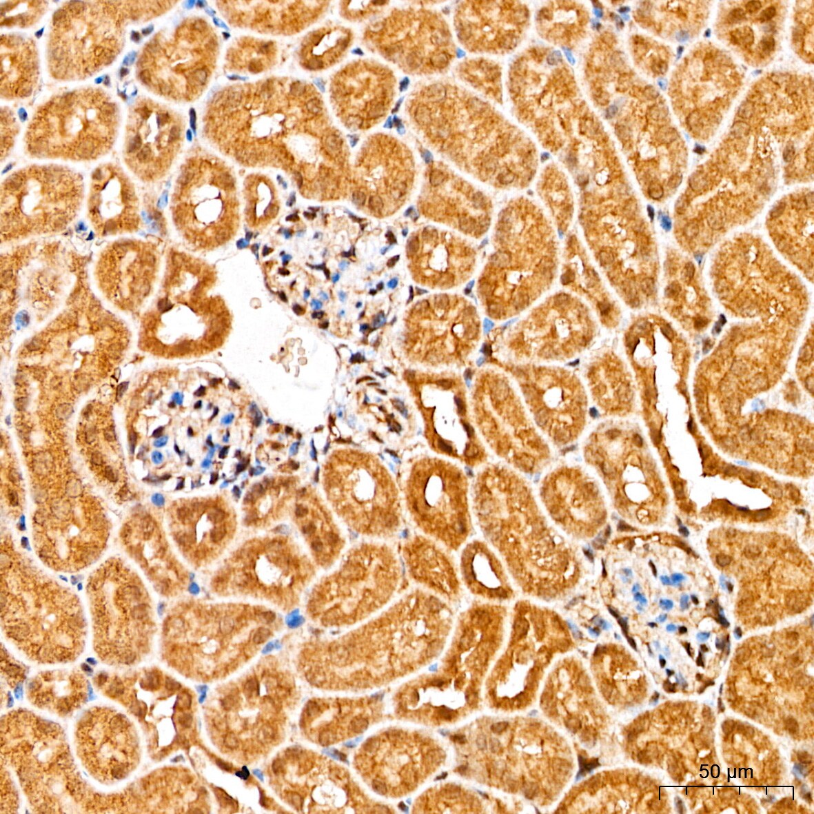 Smad2/3 Antibody - Azide and BSA Free