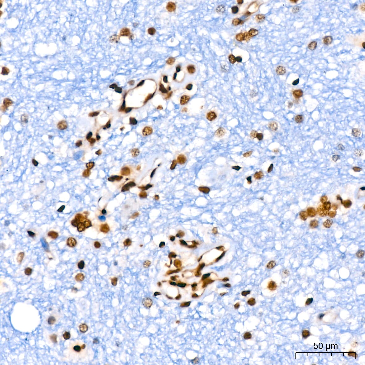 HIST1H2AB Antibody (1P5B6)