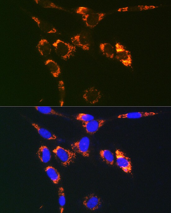 VAMP-7 Antibody - Azide and BSA Free