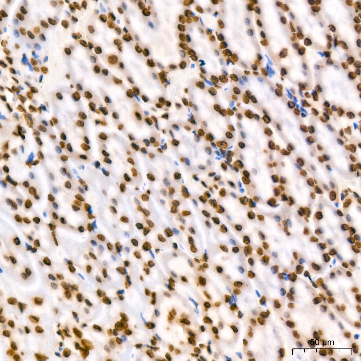 Histone H2B Antibody (3U2P5)