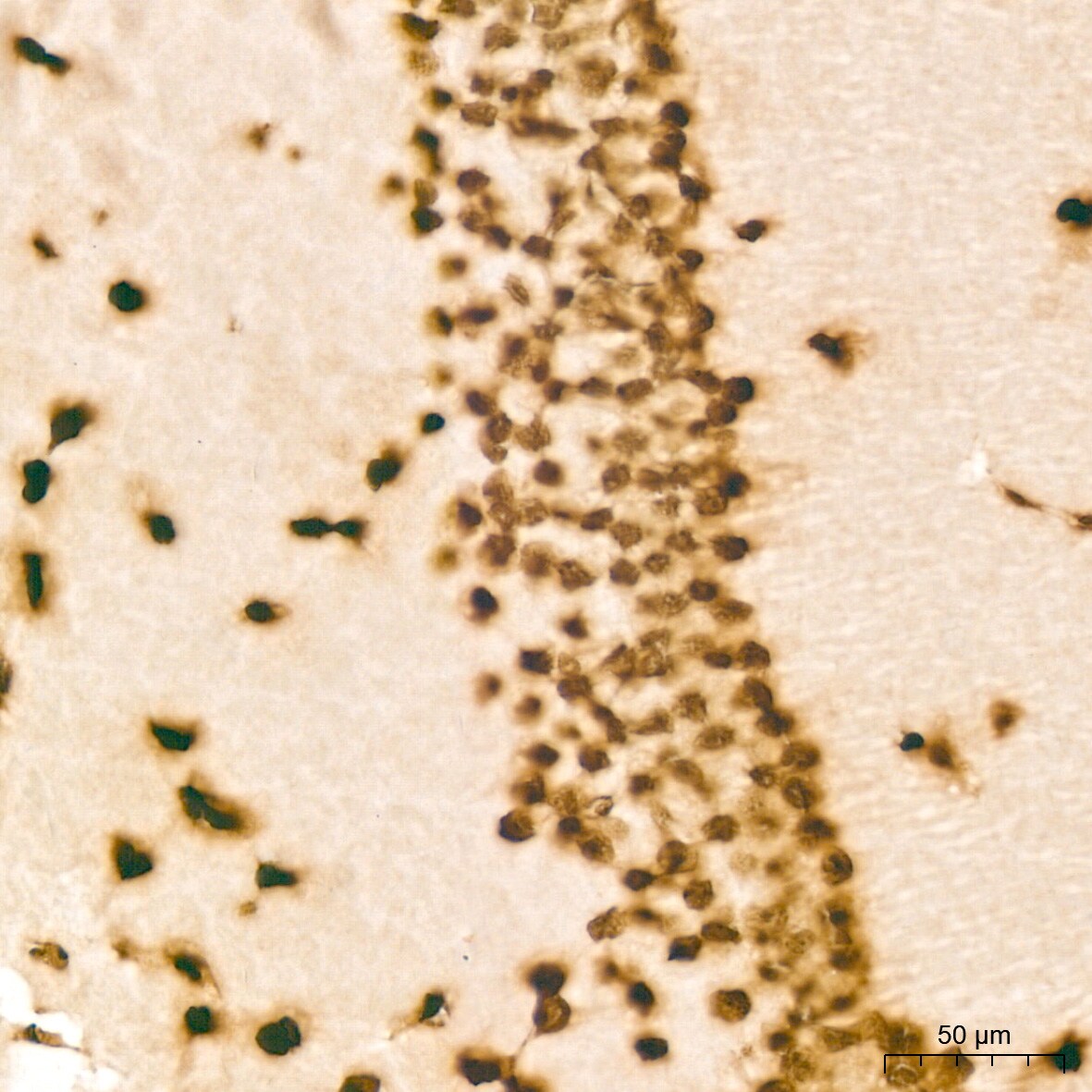 Histone H2B Antibody (3U2P5)