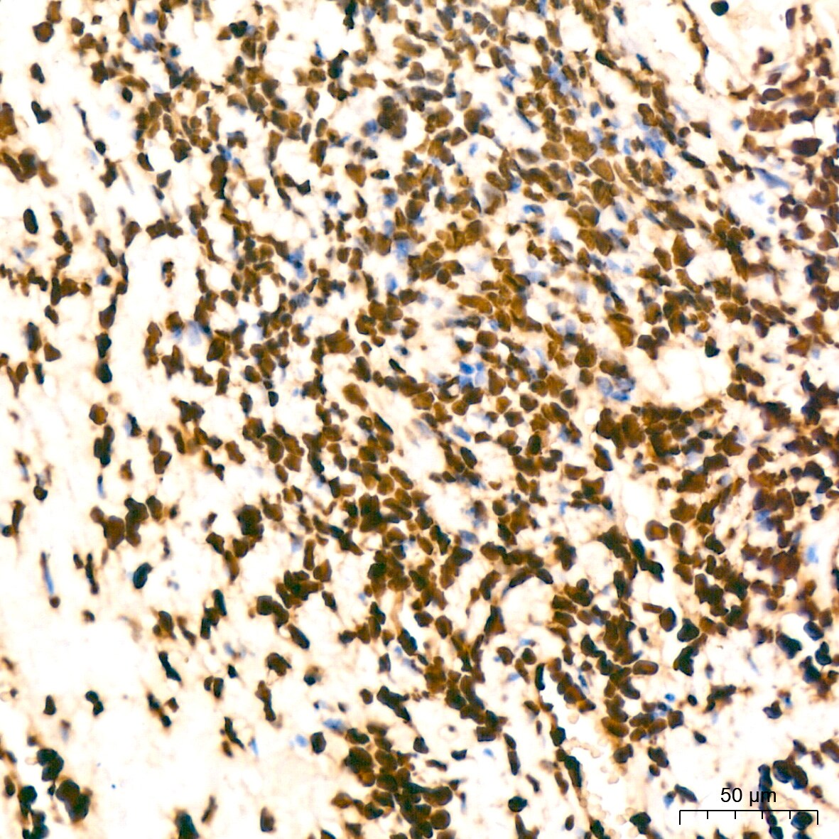 Histone H2B Antibody (3U2P5)