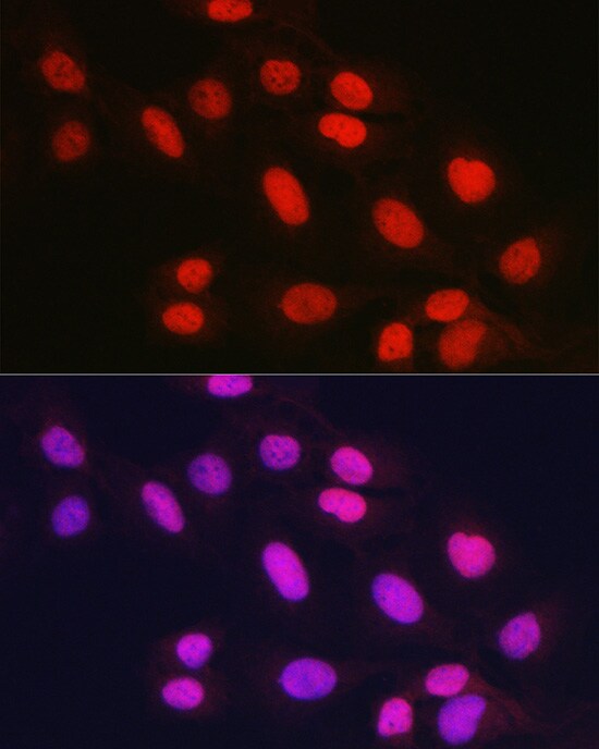 Rad21 Antibody - Azide and BSA Free
