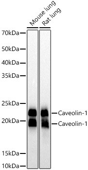 Caveolin-1 Antibody (10Y5L2)