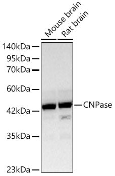 CNPase Antibody (8O3B6)