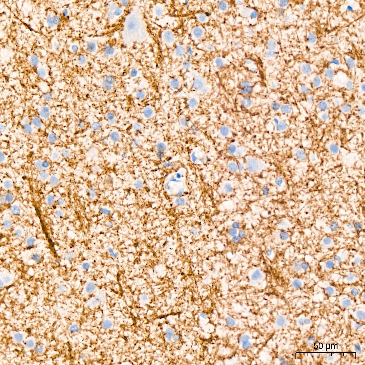 CNPase Antibody (8O3B6)