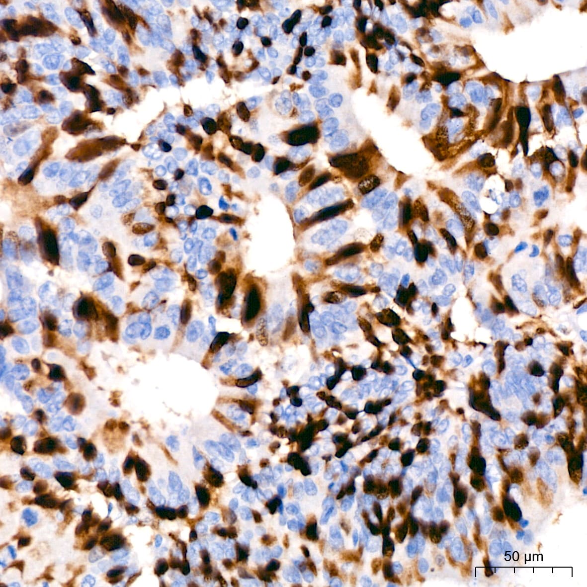Cyclin A2 Antibody (3E9Z3)