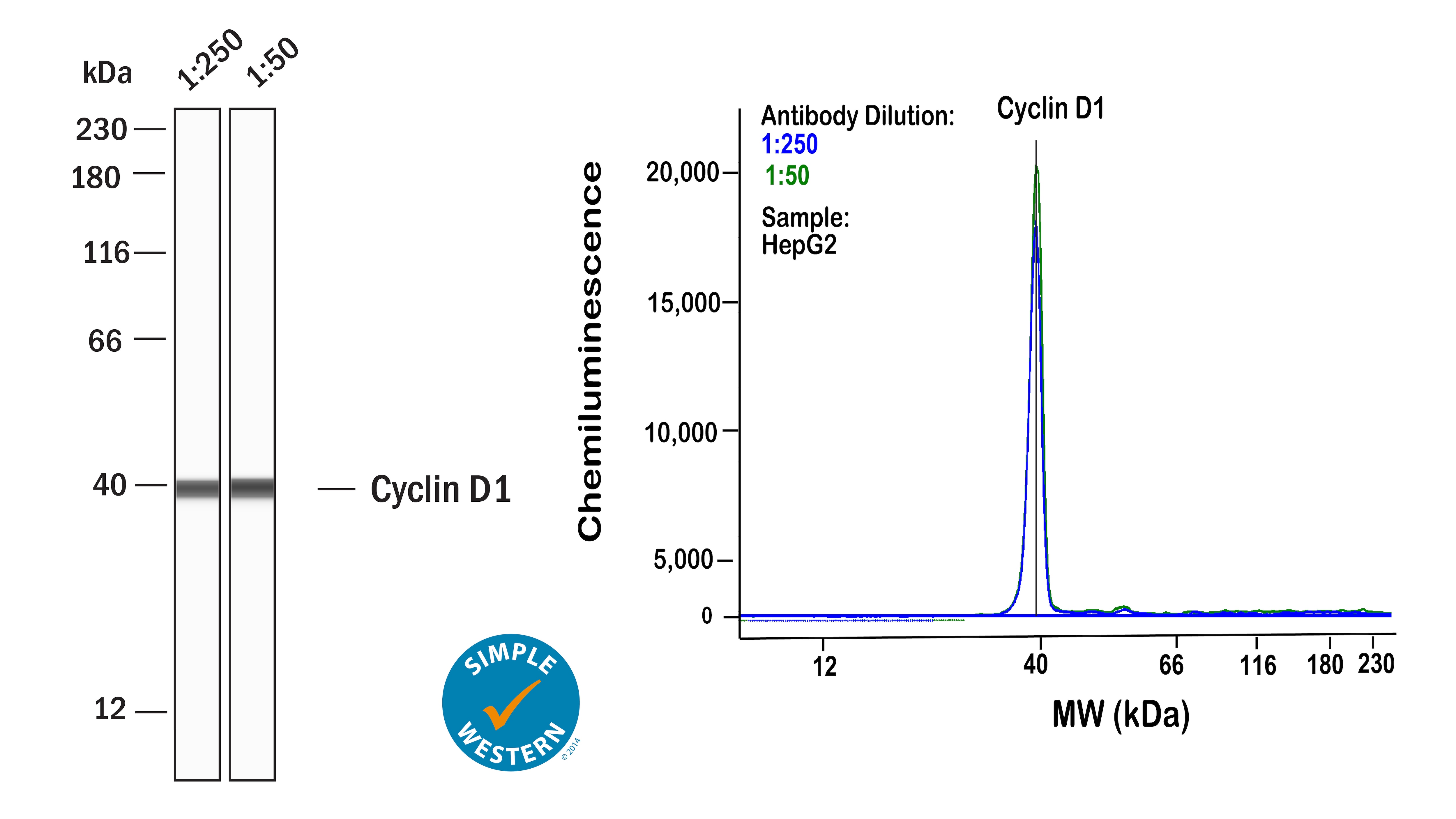 Cyclin D1 Antibody (7C8Z4)