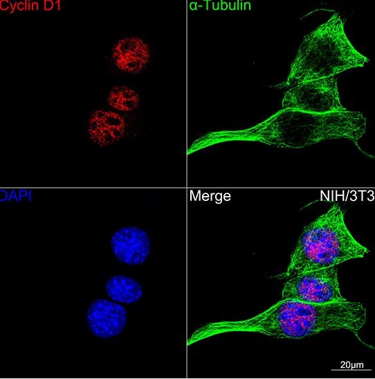 Cyclin D1 Antibody (7C8Z4)
