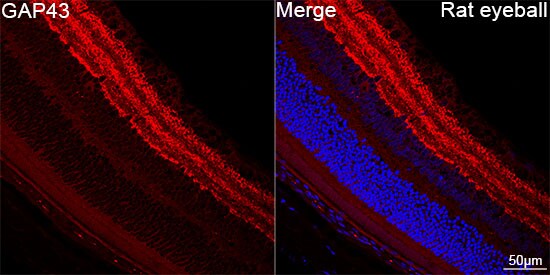 GAP-43 Antibody (8E7C8)