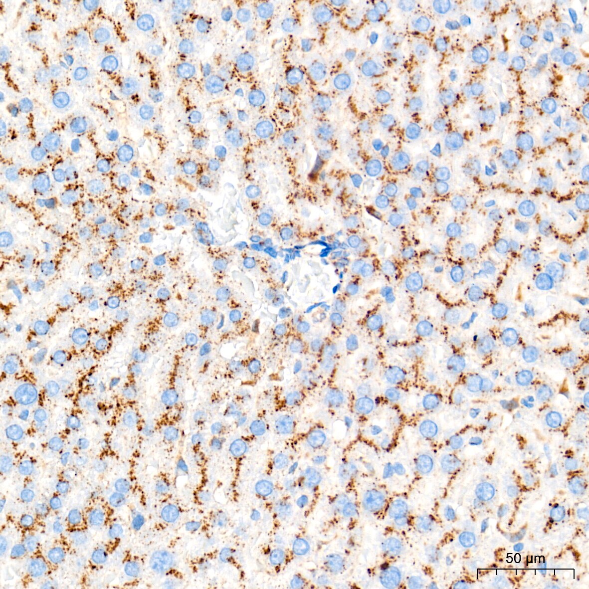 Glucosylceramidase/GBA Antibody (8O3Z7)