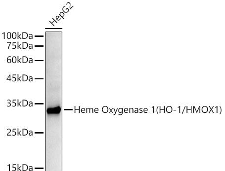 HO-1/HMOX1/HSP32 Antibody (3L2U4) HO-1/HMOX1/HSP32 Antibody (3L2U4)