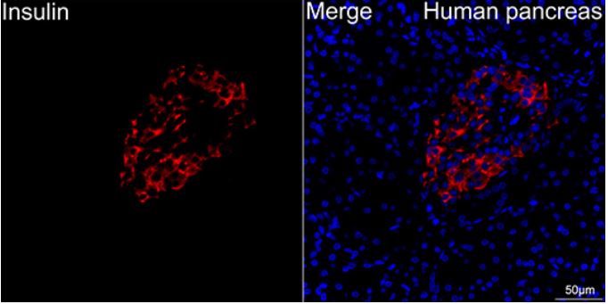 Insulin Antibody (4C3Y9)