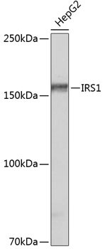IRS1 Antibody (3Q8A2)