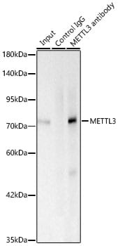 Methyltransferase like 3 Antibody (1R6X6)