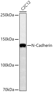 N-Cadherin Antibody (6F9G8)