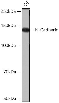 N-Cadherin Antibody (6F9G8)