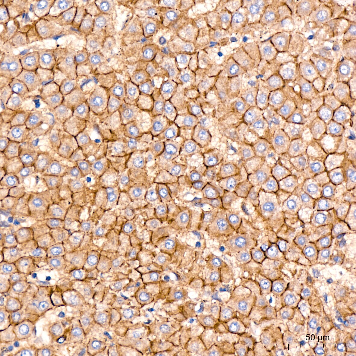 N-Cadherin Antibody (6F9G8)