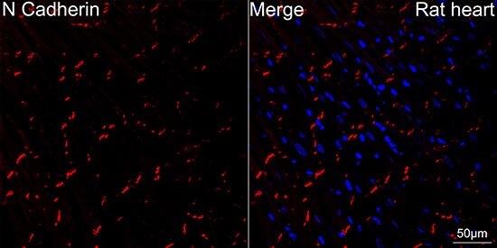 N-Cadherin Antibody (6F9G8)