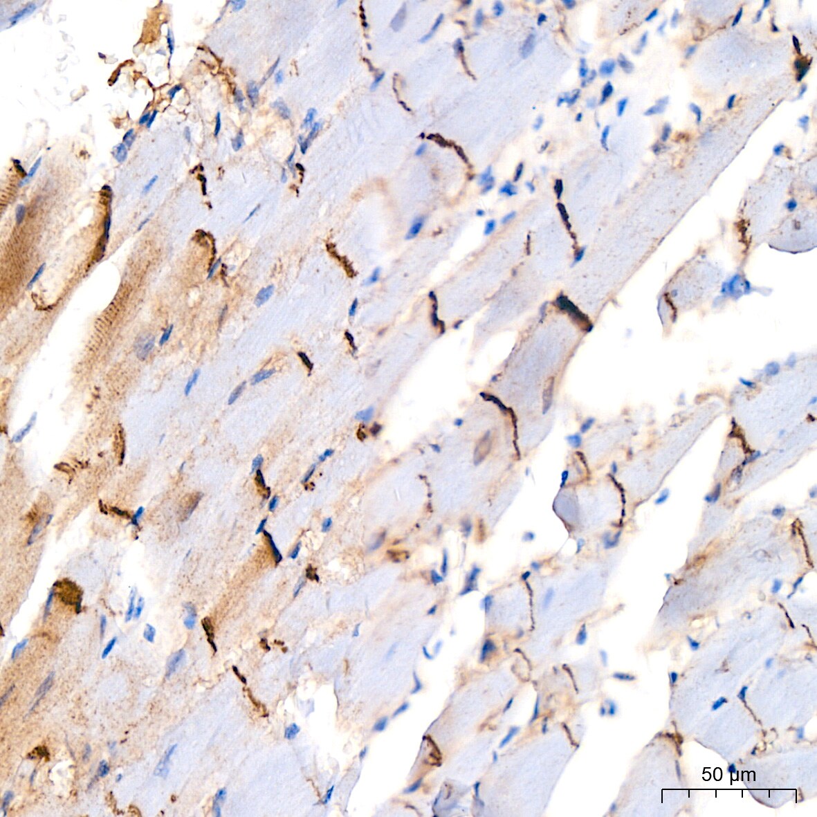 N-Cadherin Antibody (6F9G8)