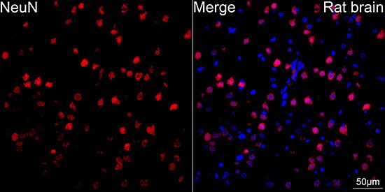 RBFOX3/NeuN Antibody (2F9F0)