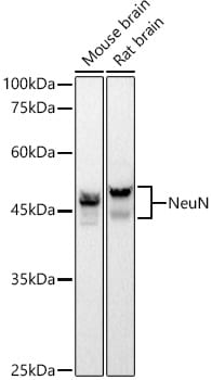 RBFOX3/NeuN Antibody (2F9F0)