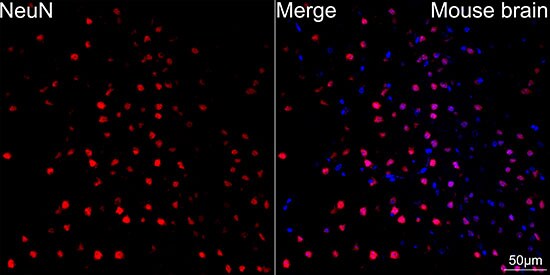 RBFOX3/NeuN Antibody (2F9F0)
