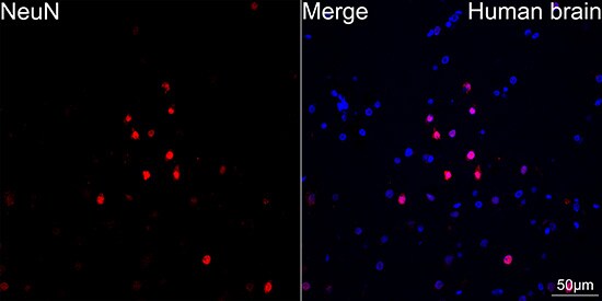 RBFOX3/NeuN Antibody (2F9F0)