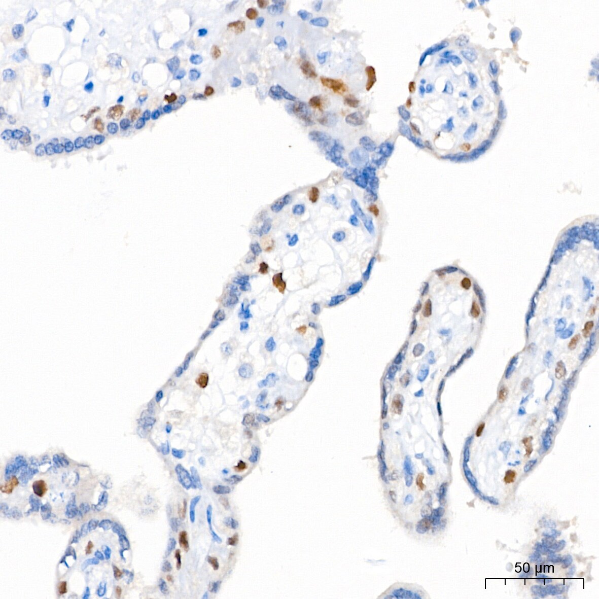 p21/CIP1/CDKN1A Antibody (4Z1H9)