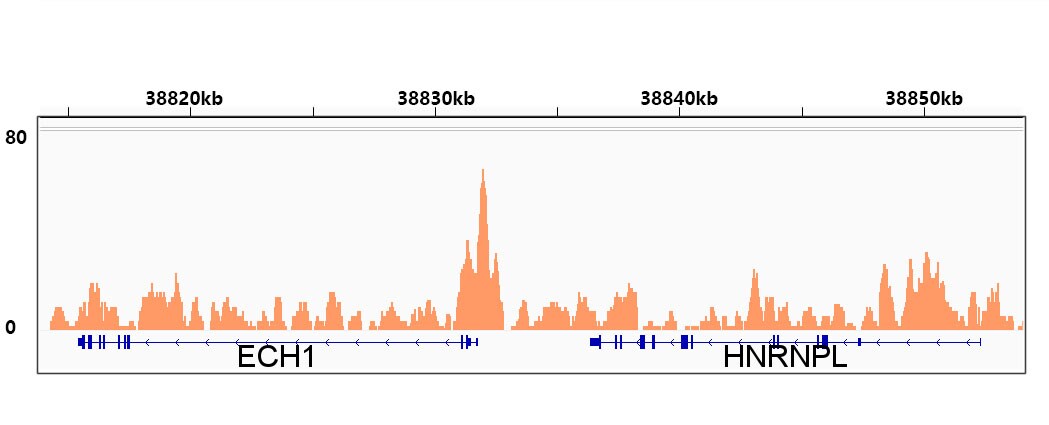RXR alpha/NR2B1 Antibody (6Y10M1)