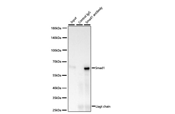 Smad1 Antibody (7H7L5)