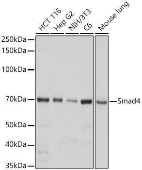 Smad4 Antibody (6B4D6)
