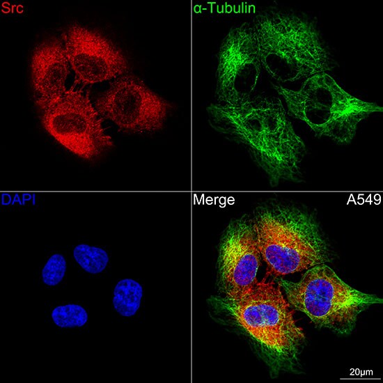 Src Antibody (7G6M9)
