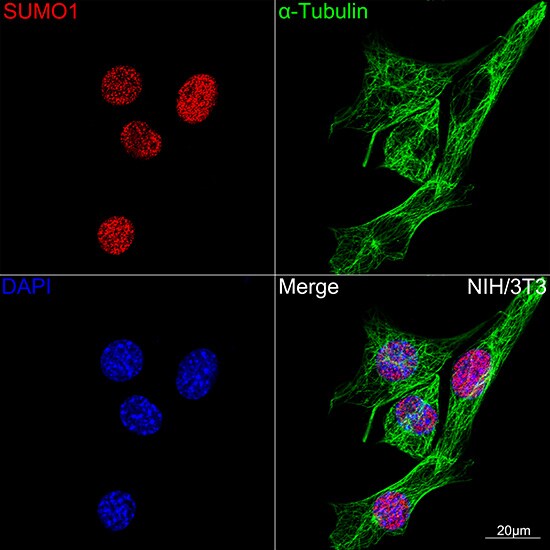 SUMO1 Antibody (6F8B6)