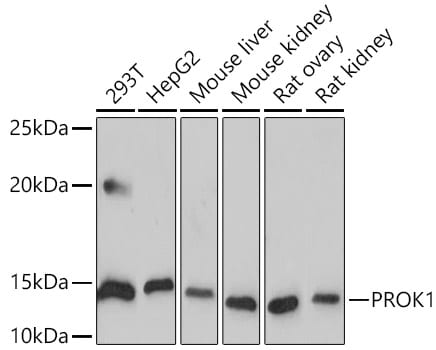 EG-VEGF/PK1 Antibody (1B4G2)