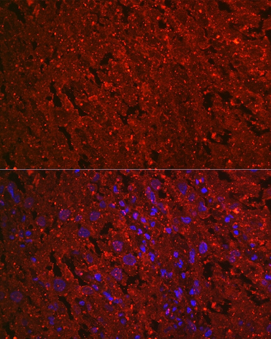 EG-VEGF/PK1 Antibody (1B4G2)