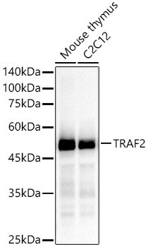 TRAF-2 Antibody (3S2A8)