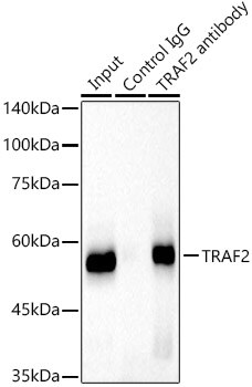 TRAF-2 Antibody (3S2A8)