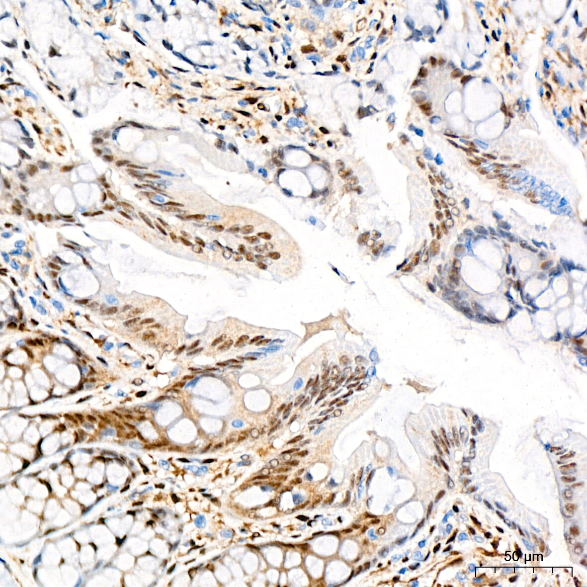 YAP1 Antibody (10G4S10)